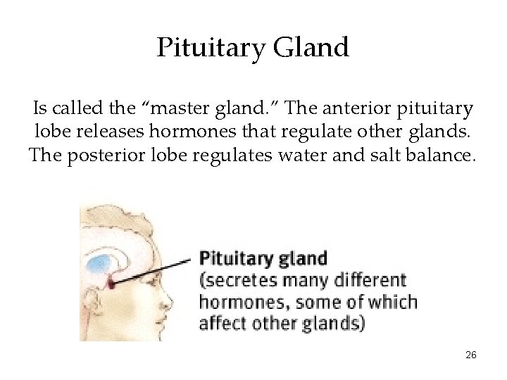 Pituitary Gland Is called the “master gland. ” The anterior pituitary lobe releases hormones