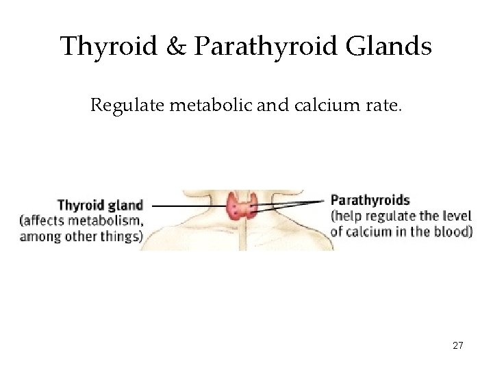 Thyroid & Parathyroid Glands Regulate metabolic and calcium rate. 27 