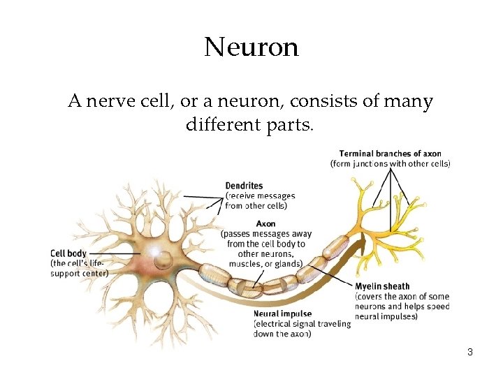 Neuron A nerve cell, or a neuron, consists of many different parts. 3 