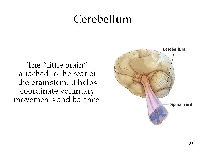 Cerebellum The “little brain” attached to the rear of the brainstem. It helps coordinate