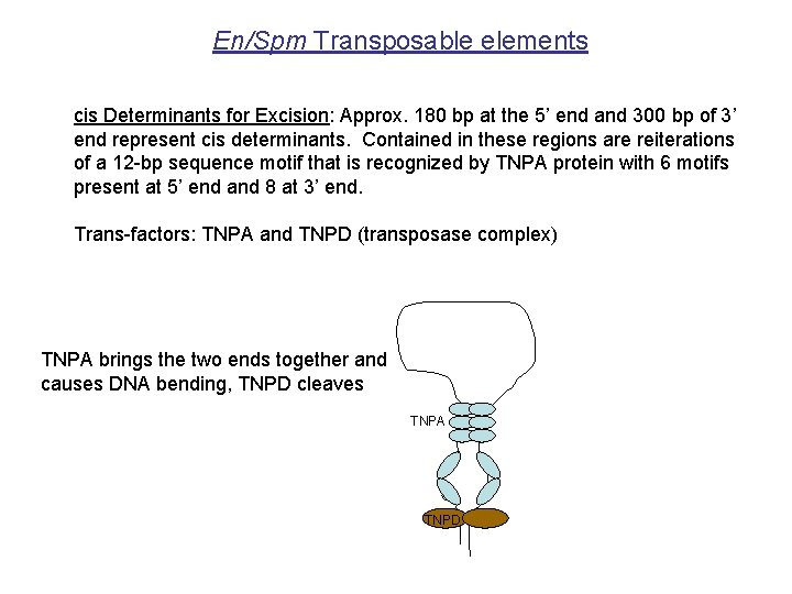 En/Spm Transposable elements cis Determinants for Excision: Approx. 180 bp at the 5’ end