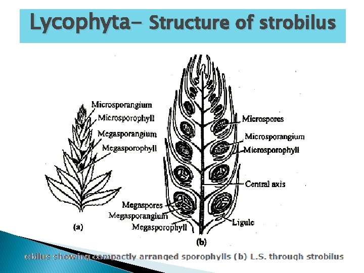 Lycophyta- Structure of strobilus 