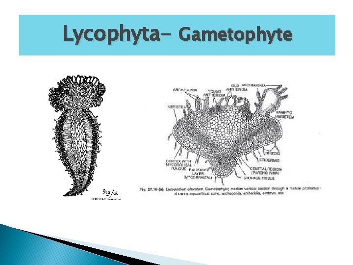 Lycophyta- Gametophyte 
