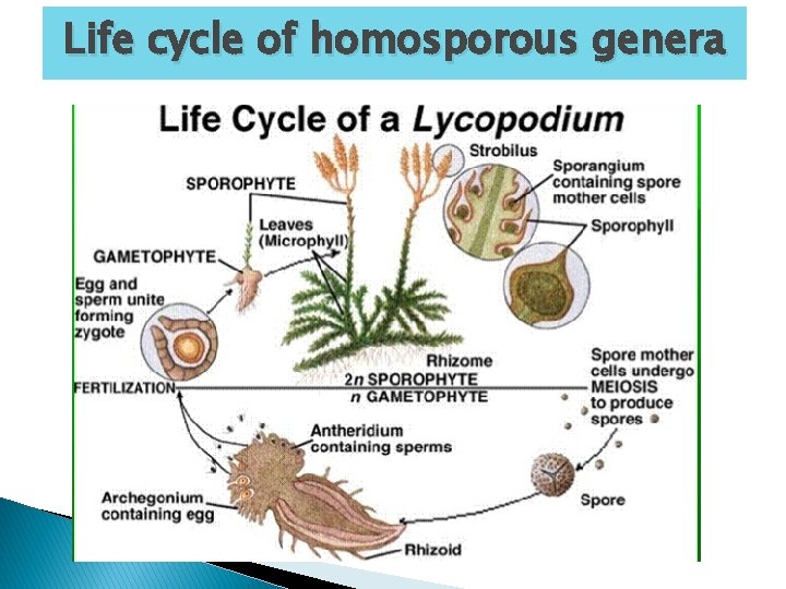 Life cycle of homosporous genera 