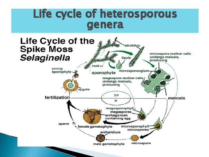 Life cycle of heterosporous genera 