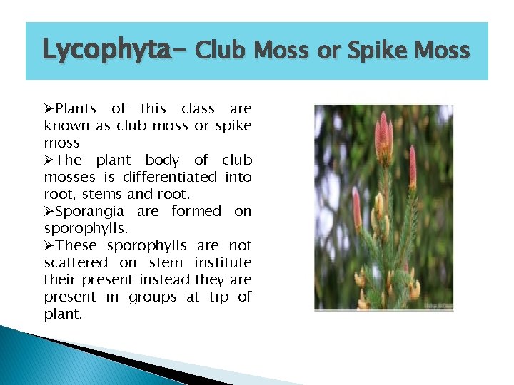 Lycophyta- Club Moss or Spike Moss ØPlants of this class are known as club