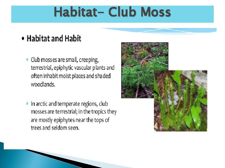 Habitat- Club Moss 