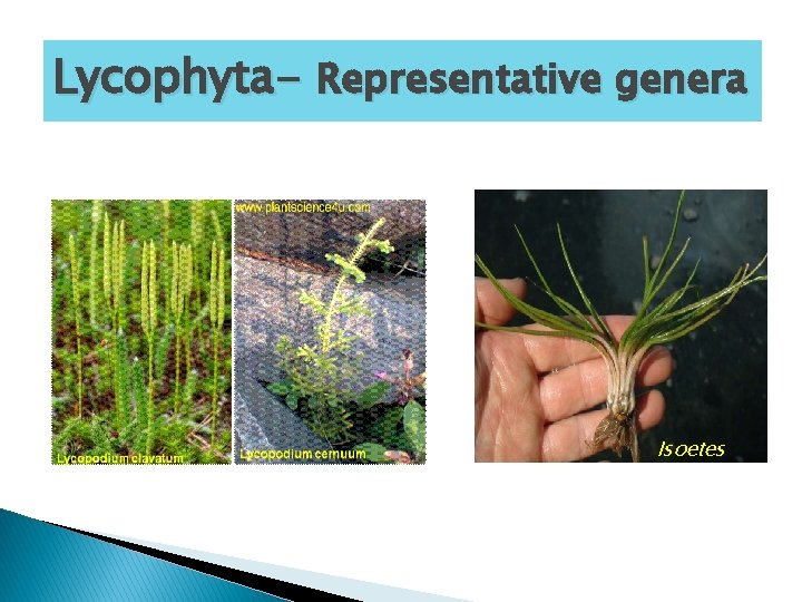 Lycophyta- Representative genera Isoetes 