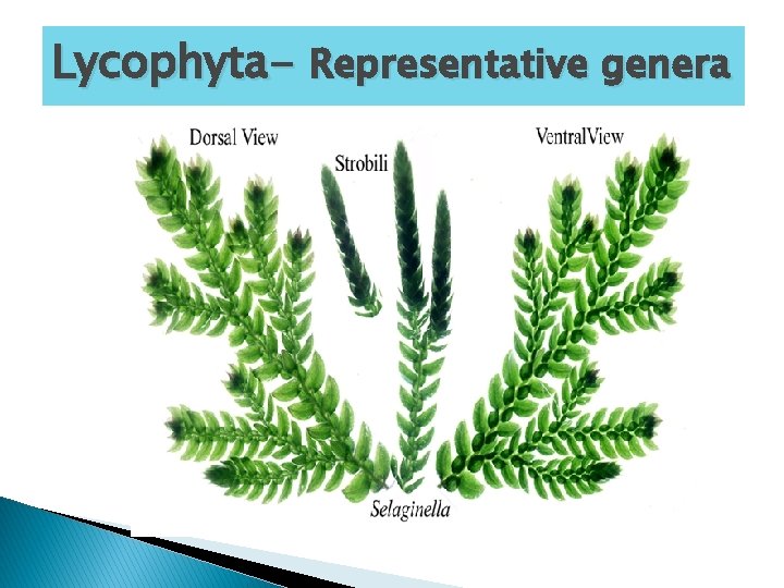Lycophyta- Representative genera 