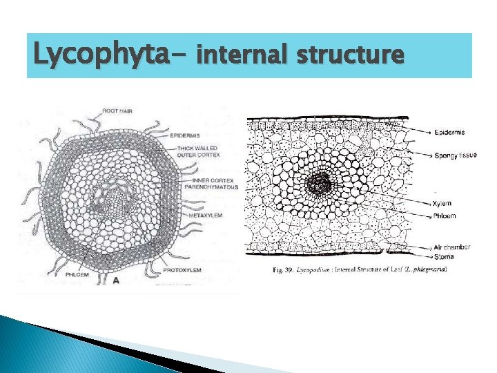 Lycophyta- internal structure 