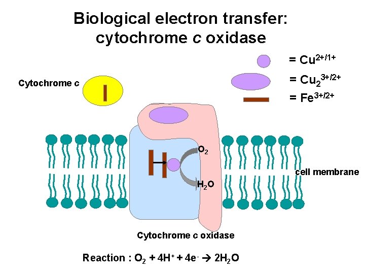 Biological electron transfer: cytochrome c oxidase = Cu 2+/1+ = Cu 23+/2+ = Fe Biological electron transfer: cytochrome c oxidase = Cu 2+/1+ = Cu 23+/2+ = Fe