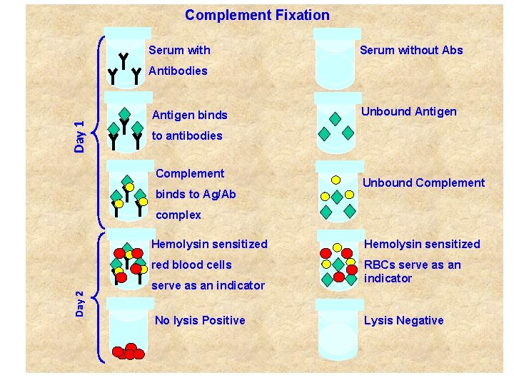 Complement Fixation Serum without Abs Day 1 Antibodies Antigen binds Unbound Antigen to antibodies