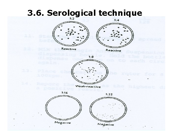 3. 6. Serological technique 