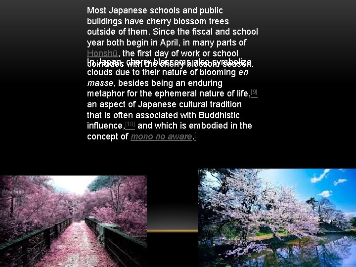 Most Japanese schools and public buildings have cherry blossom trees outside of them. Since