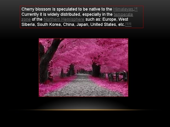 Cherry blossom is speculated to be native to the Himalayas. [4] Currently it is