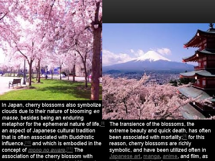 In Japan, cherry blossoms also symbolize clouds due to their nature of blooming en