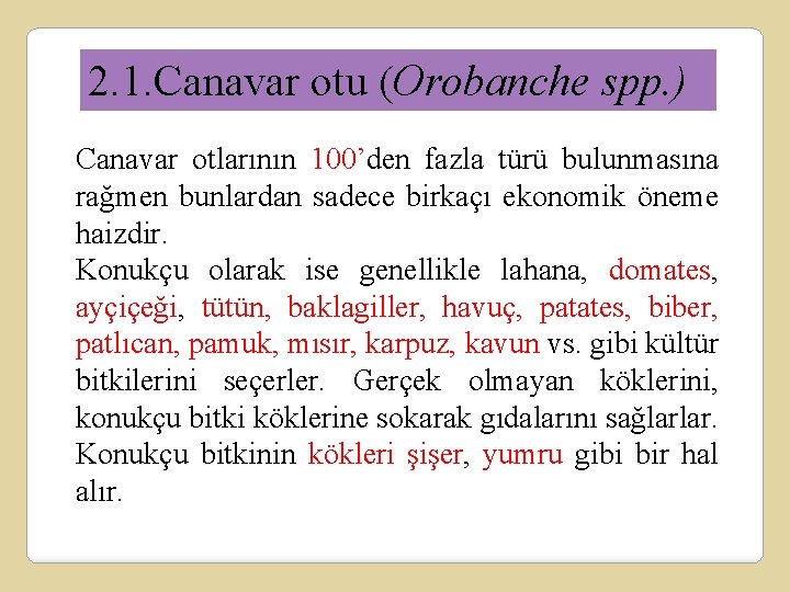 2. 1. Canavar otu (Orobanche spp. ) Canavar otlarının 100’den fazla türü bulunmasına rağmen