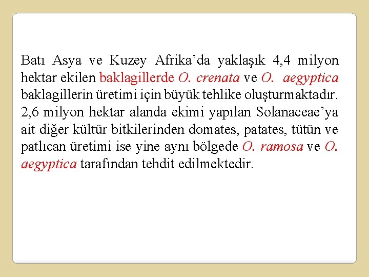 Batı Asya ve Kuzey Afrika’da yaklaşık 4, 4 milyon hektar ekilen baklagillerde O. crenata