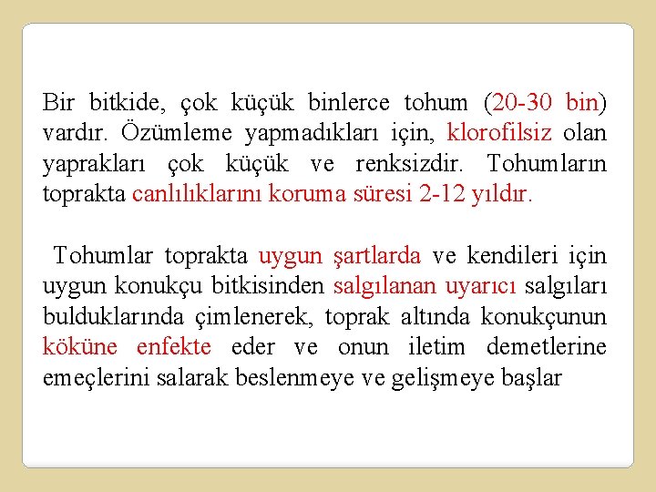 Bir bitkide, çok küçük binlerce tohum (20 -30 bin) vardır. Özümleme yapmadıkları için, klorofilsiz