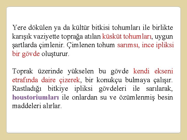 Yere dökülen ya da kültür bitkisi tohumları ile birlikte karışık vaziyette toprağa atılan küsküt