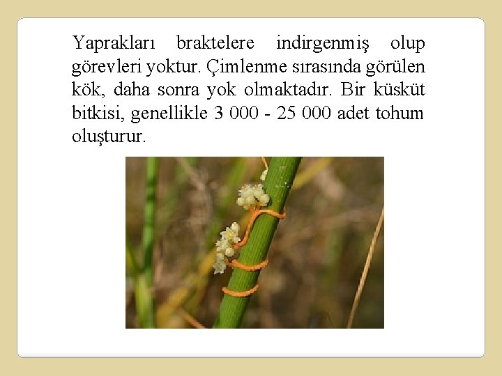 Yaprakları braktelere indirgenmiş olup görevleri yoktur. Çimlenme sırasında görülen kök, daha sonra yok olmaktadır.