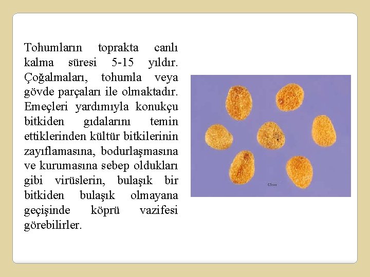 Tohumların toprakta canlı kalma süresi 5 -15 yıldır. Çoğalmaları, tohumla veya gövde parçaları ile