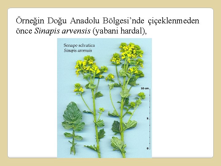 Örneğin Doğu Anadolu Bölgesi’nde çiçeklenmeden önce Sinapis arvensis (yabani hardal), 