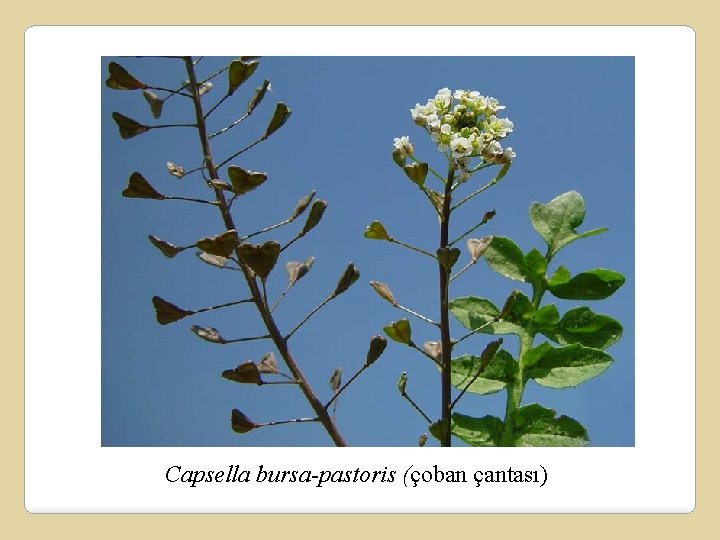 Capsella bursa-pastoris (çoban çantası) 