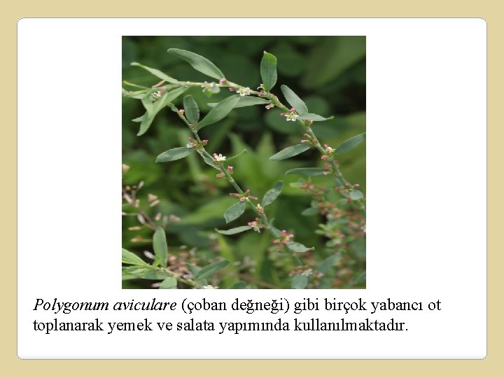 Polygonum aviculare (çoban değneği) gibi birçok yabancı ot toplanarak yemek ve salata yapımında kullanılmaktadır.