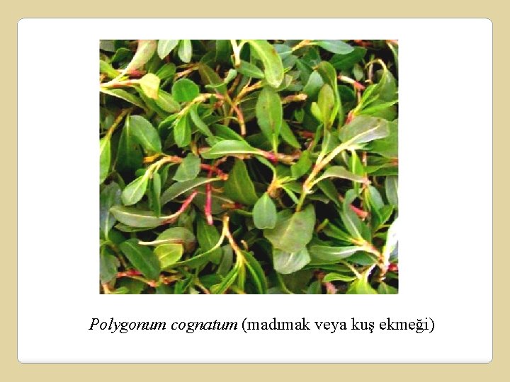 Polygonum cognatum (madımak veya kuş ekmeği) 