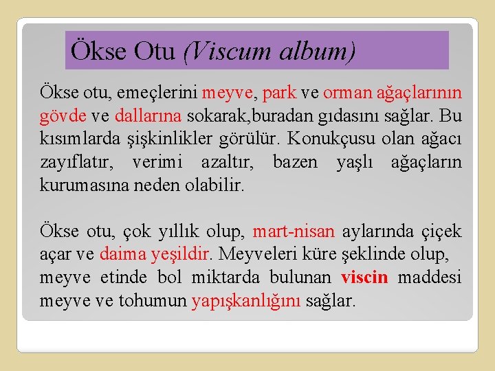 Ökse Otu (Viscum album) Ökse otu, emeçlerini meyve, park ve orman ağaçlarının gövde ve