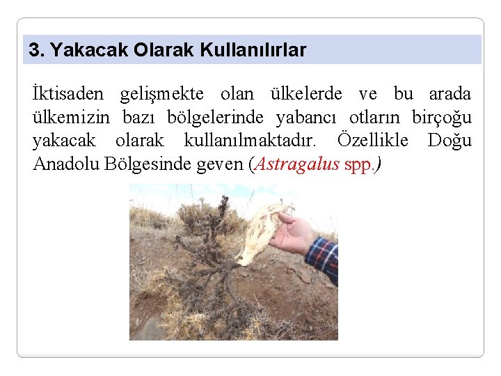 3. Yakacak Olarak Kullanılırlar İktisaden gelişmekte olan ülkelerde ve bu arada ülkemizin bazı bölgelerinde
