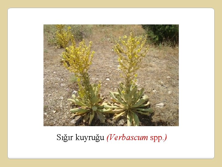 Sığır kuyruğu (Verbascum spp. ) 