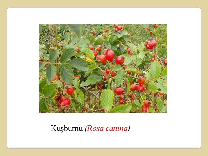 Kuşburnu (Rosa canina) 