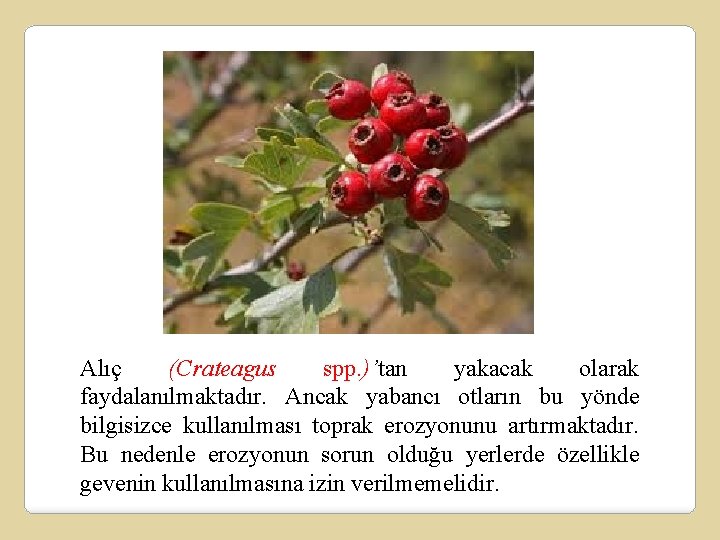 Alıç (Crateagus spp. )’tan yakacak olarak faydalanılmaktadır. Ancak yabancı otların bu yönde bilgisizce kullanılması