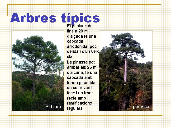 Arbres típics pi blanc Pi blanc alzina El pi blanc de fins a 20