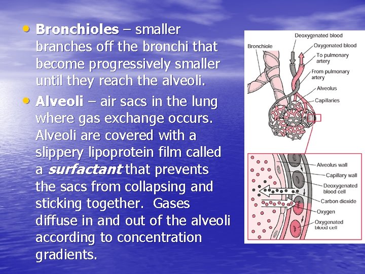  • Bronchioles – smaller • branches off the bronchi that become progressively smaller