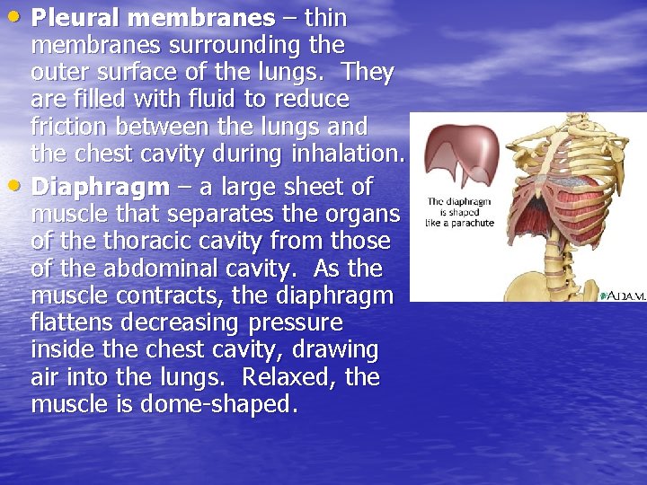  • Pleural membranes – thin • membranes surrounding the outer surface of the