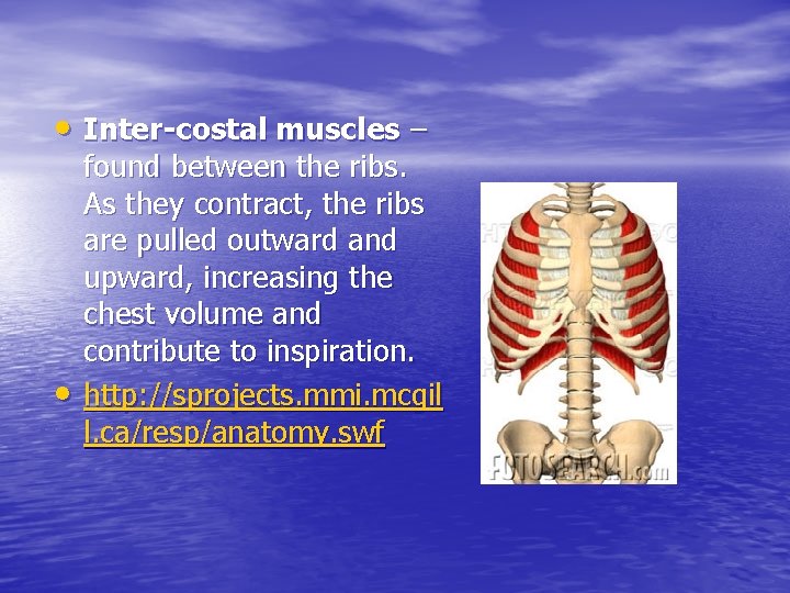  • Inter-costal muscles – • found between the ribs. As they contract, the