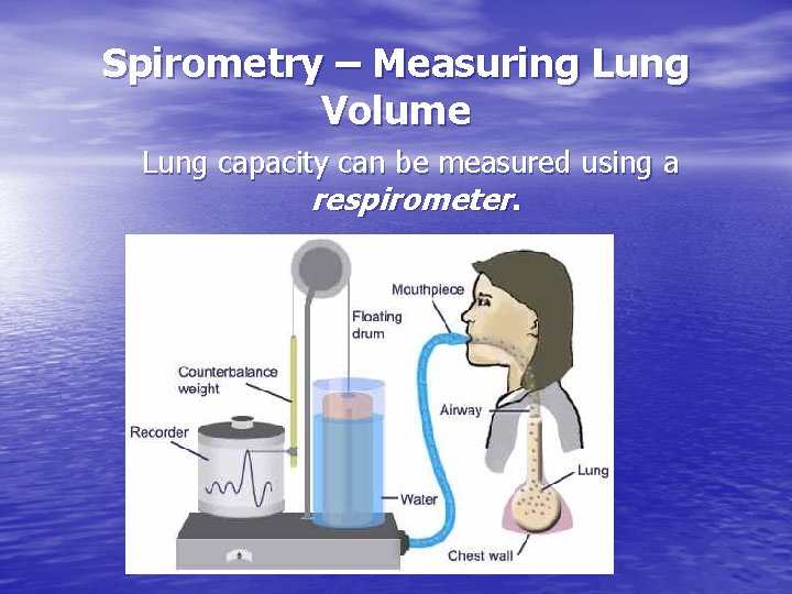 Spirometry – Measuring Lung Volume Lung capacity can be measured using a respirometer. 