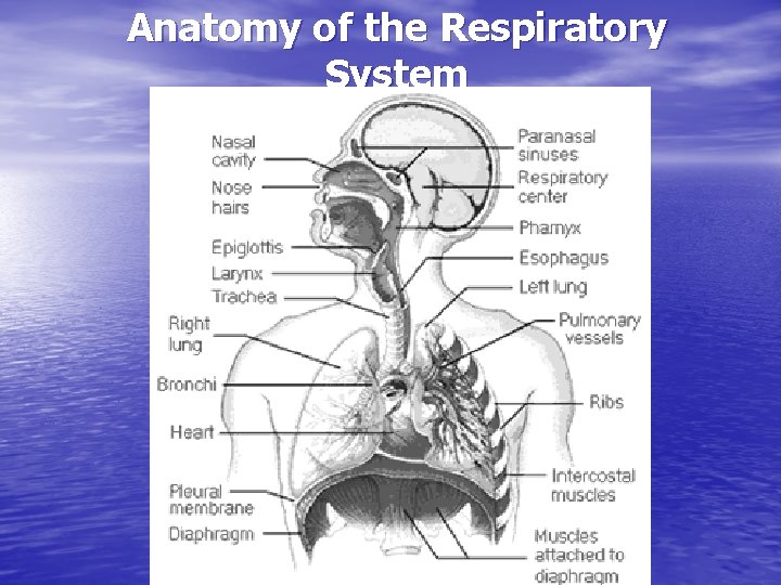 Anatomy of the Respiratory System 