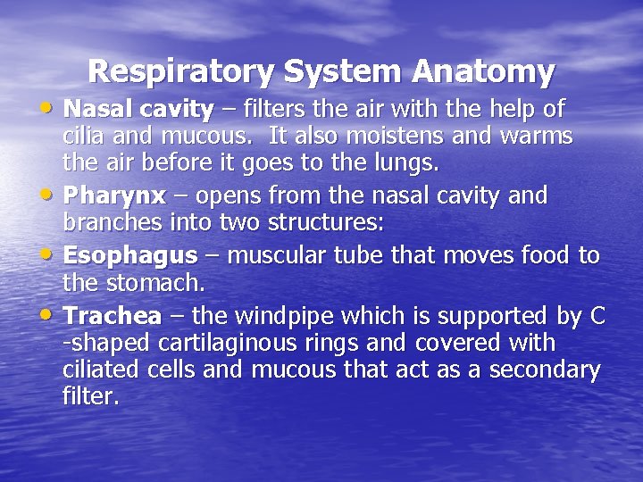 Respiratory System Anatomy • Nasal cavity – filters the air with the help of