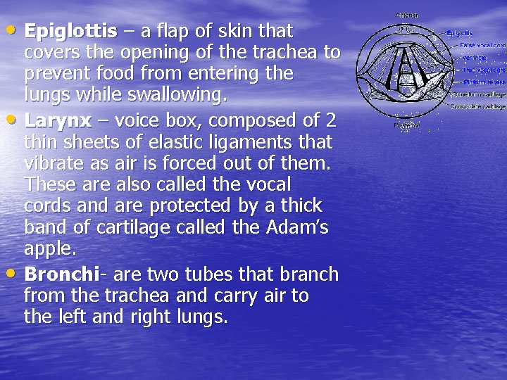  • Epiglottis – a flap of skin that • • covers the opening