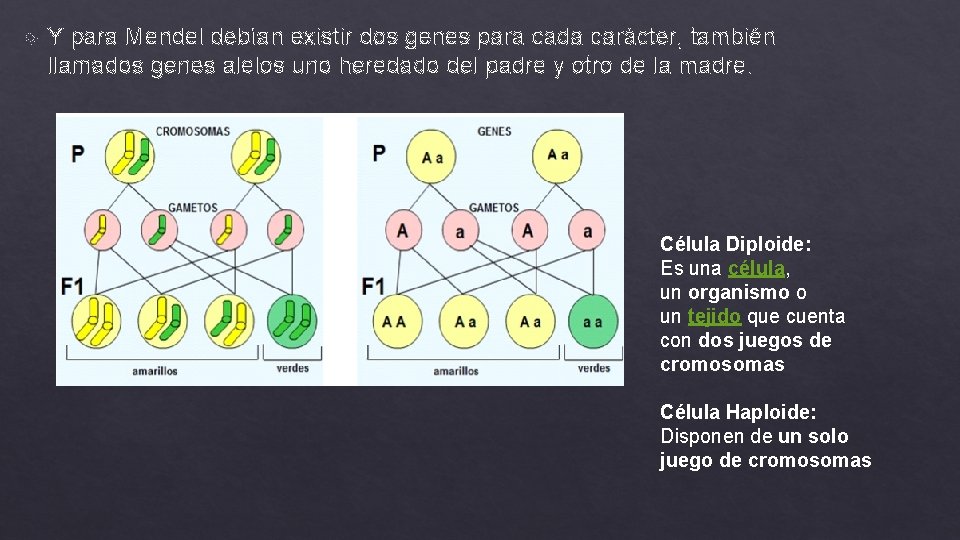  Y para Mendel debían existir dos genes para cada carácter, también llamados genes