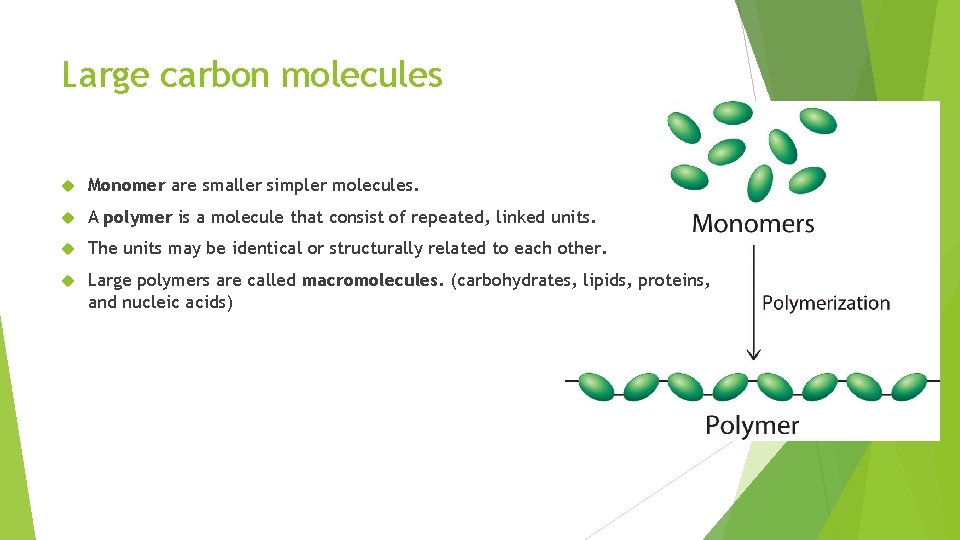 Large carbon molecules Monomer are smaller simpler molecules. A polymer is a molecule that