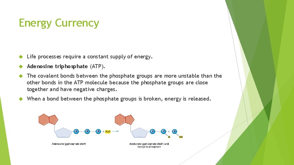 Energy Currency Life processes require a constant supply of energy. Adenosine triphosphate (ATP). The