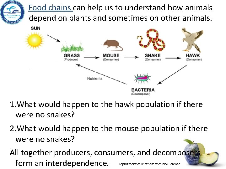 Food chains can help us to understand how animals depend on plants and sometimes