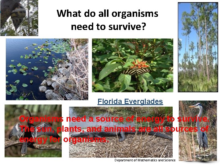 What do all organisms need to survive? Florida Everglades Organisms need a source of