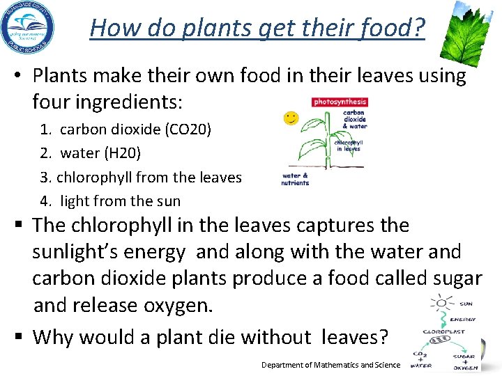 How do plants get their food? • Plants make their own food in their