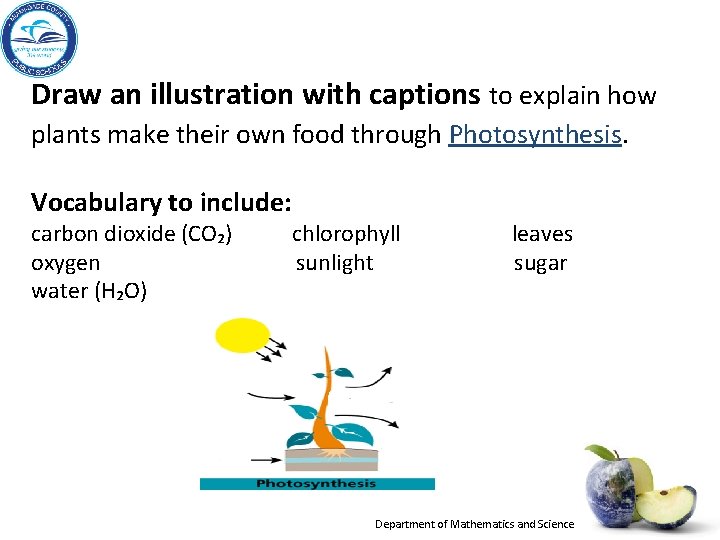 Draw an illustration with captions to explain how plants make their own food through